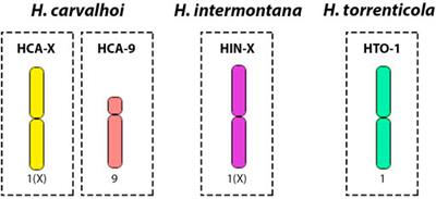 Chromosomal Rearrangements and Origin of the Multiple XX/XY1Y2 Sex Chromosome System in Harttia Species (Siluriformes: Loricariidae) 